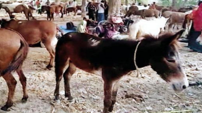 Unique donkey fair turns a crowd puller | Prayagraj News - Times