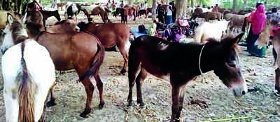 Unique donkey fair turns a crowd puller