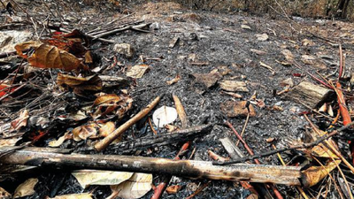 For the first time since March 4, Goa's forests free of fires