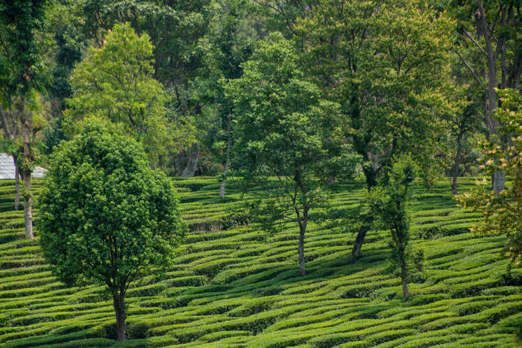 Tea gardens