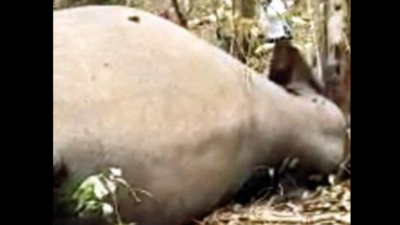 Another elephant carcass found in Ganjam forest
