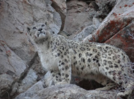 Majestic Snow Leopard hunts down prey along a cliff in Ladakh, video goes viral