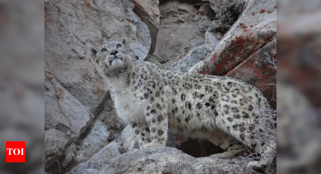 8 Facts About the Elusive Snow Leopard