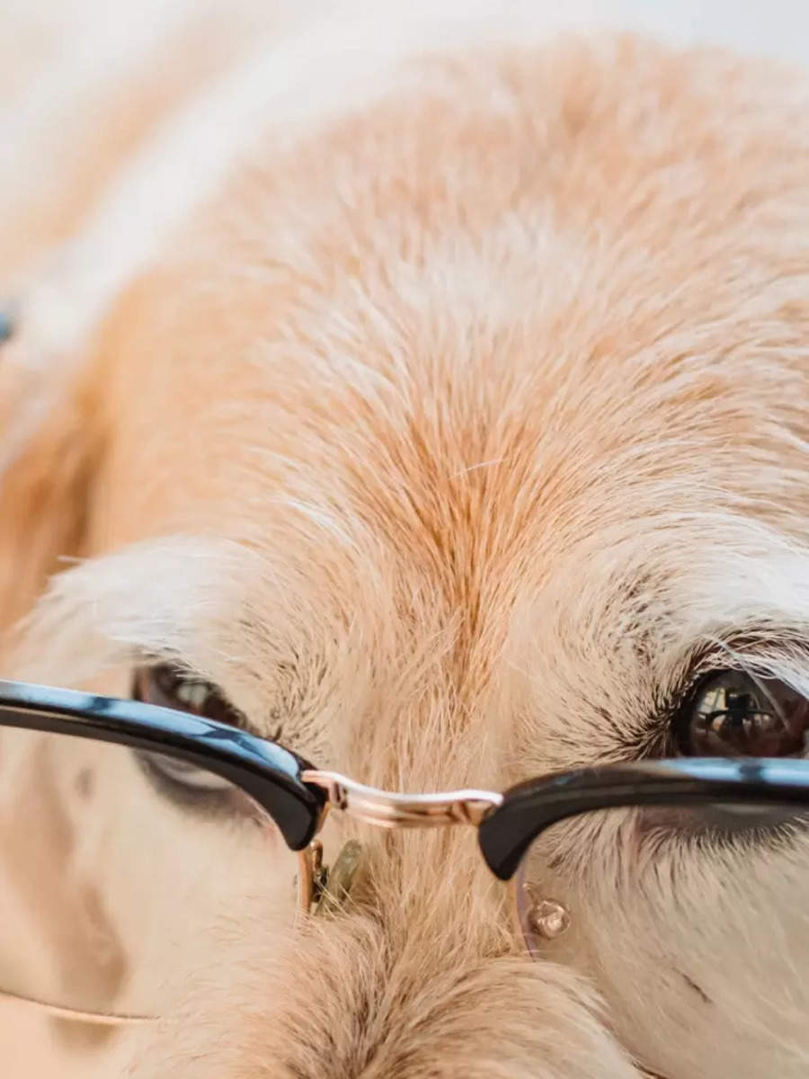 13 Of The Smartest Dog Breeds