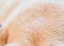 9 dog breeds with high intelligence