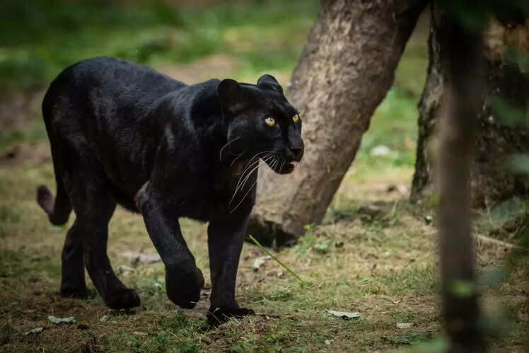 Wildlife watching at Nagarahole Tiger Reserve