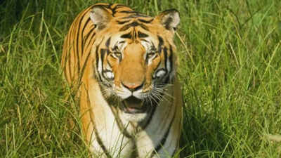 11 stray tigers of Pilibhit Tiger Reserve lodged in UP zoos in 9 years over man-animal conflict