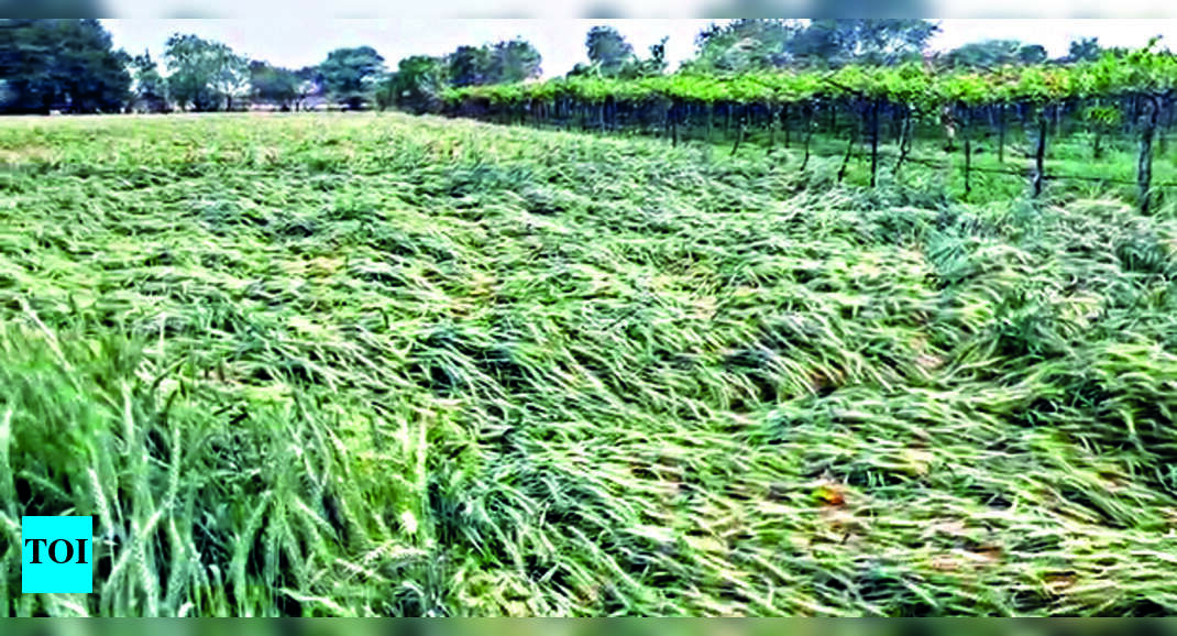 Unseasonal Rain Damages Crops On 1,554ha In 4 North Maha Districts ...