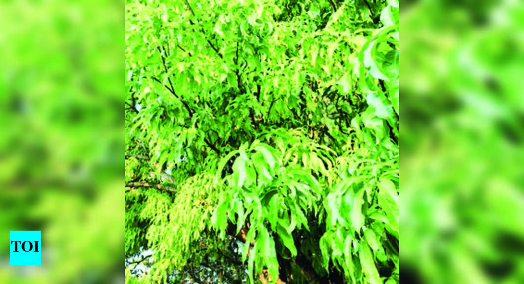 Mango: Mango Yield To Fall This Year | Hubballi News - Times of India