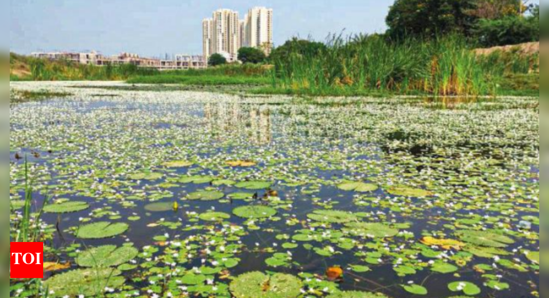 'Save aquatic plants during Chennai lake restoration project' Chennai