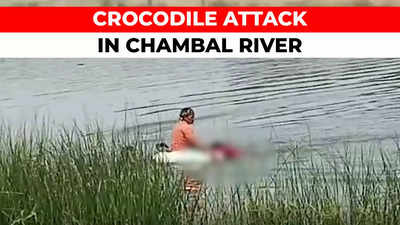 MP: Crocodile attack sweeps away eight devotees crossing Chambal river