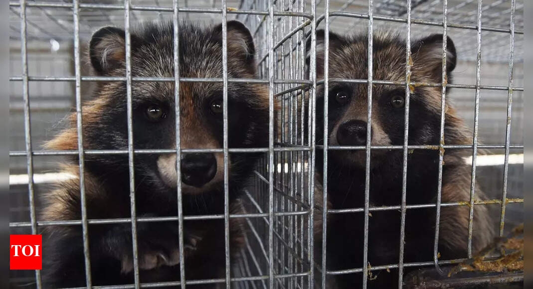 Covid: After bats, new study links Covid origin to raccoon dogs sold in