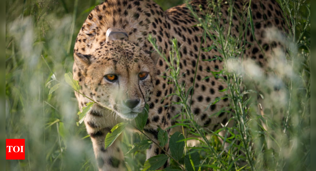 Animal rights groups in South Africa oppose transfer of ‘more’ Cheetahs to India | India News – Times of India
