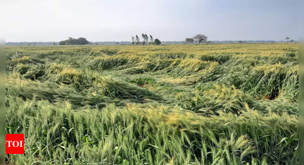 अंबाला में बारिश से गेहूं की फसल चौपट होने से किसानों को नुकसान का डर |  गुड़गांव समाचार – टाइम्स ऑफ इंडिया