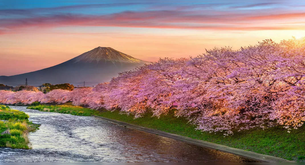 National Cherry Blossom Festival - Travel Begins at 40