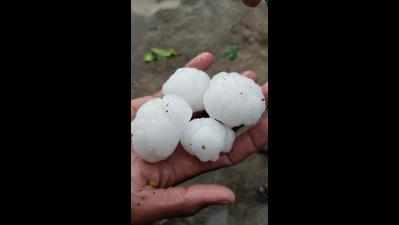 Rain, hailstorm destroy crops in Yavatmal