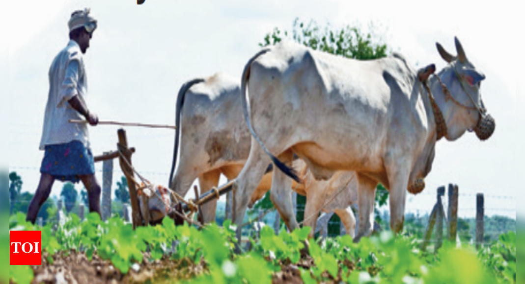 भारत का पहला कृषि कानूनी सहायता क्लिनिक तेलंगाना के गांव में खोला गया |  हैदराबाद समाचार – टाइम्स ऑफ इंडिया