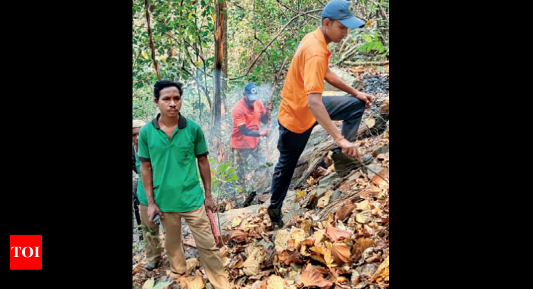 तापमान में गिरावट से पूरे राज्य में जंगल में आग लगने की घटनाओं में कमी आई |  भुवनेश्वर समाचार – टाइम्स ऑफ इंडिया
