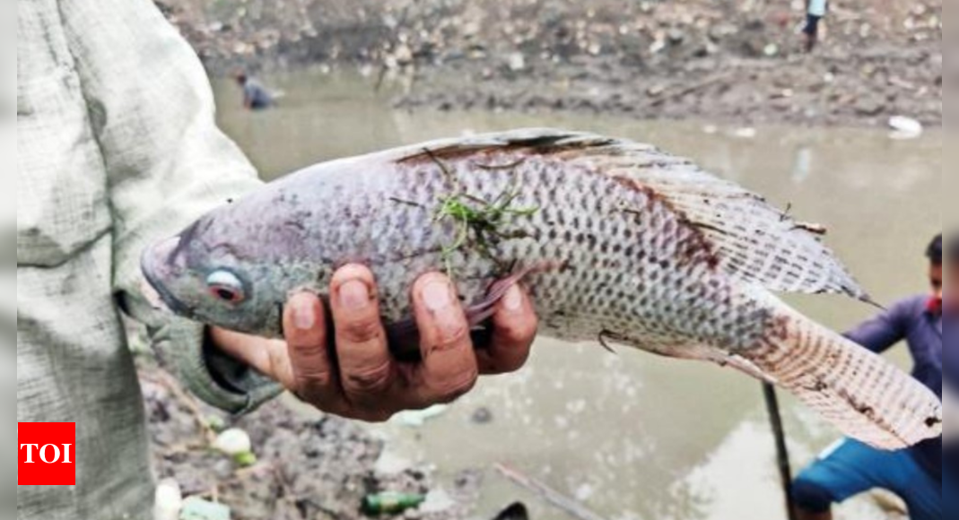 सिविक: सिविक बॉडी 37 झीलों में रहने वाली विदेशी, लुप्तप्राय प्रजातियों का अध्ययन शुरू करने के लिए |  ठाणे समाचार – टाइम्स ऑफ इंडिया