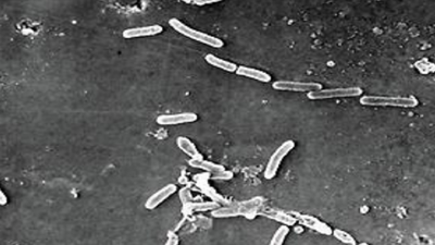 Banaras Hindu University files patent for genetically engineered cyanobacteria strains