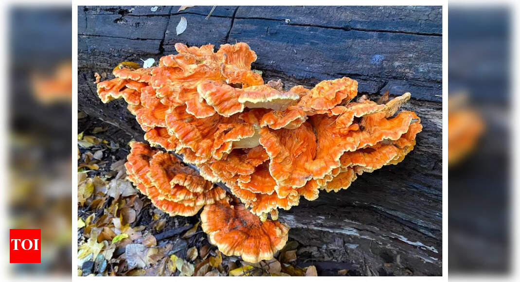 This mushroom tastes like chicken, read on to know more - Times of India