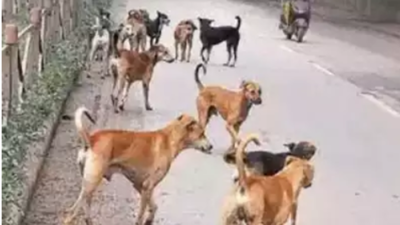Humans in conflict over dogs in Chennai