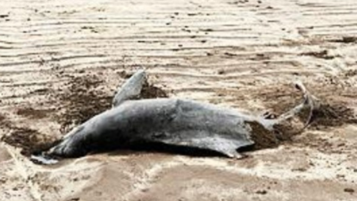 Dolphin washed ashore at Maharashtra's Kihim beach, second case in a ...