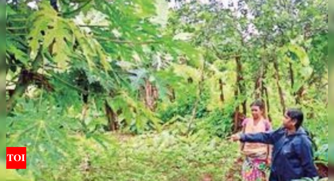 ओडिशा के कंधमाल में किचन गार्डन से कुपोषण से निपटने में मदद |  भुवनेश्वर समाचार – टाइम्स ऑफ इंडिया