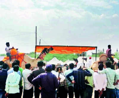 Tilwara cattle fair starts on the banks of Luni river