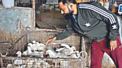 Normalcy returns as chicken, egg shops reopen in Ranchi