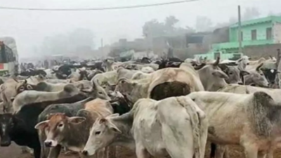 Rs 1 crore cattle hostel is coming up at Gadag village