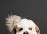 9 facts about the Shih Tzu dog breed