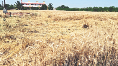 Weekend rain hit crops on 4,000 hectares in Nashik
