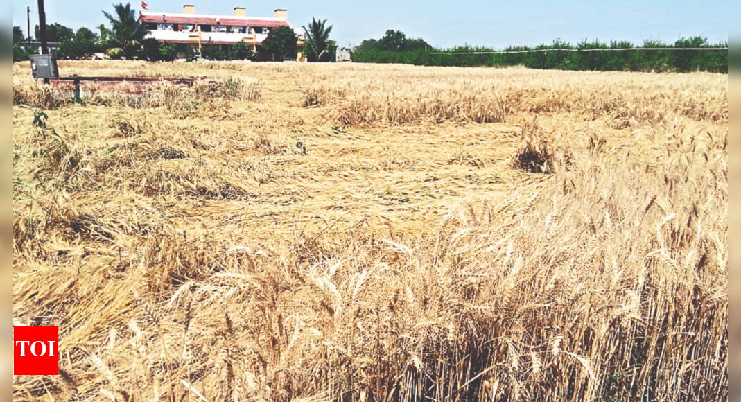 Weekend Rain Hit Crops On 4,000ha In Nashik | Nashik News - Times of India