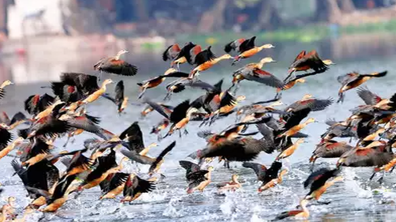 How to Conserve Migratory Birds: Effective Tips for Lasting Impact