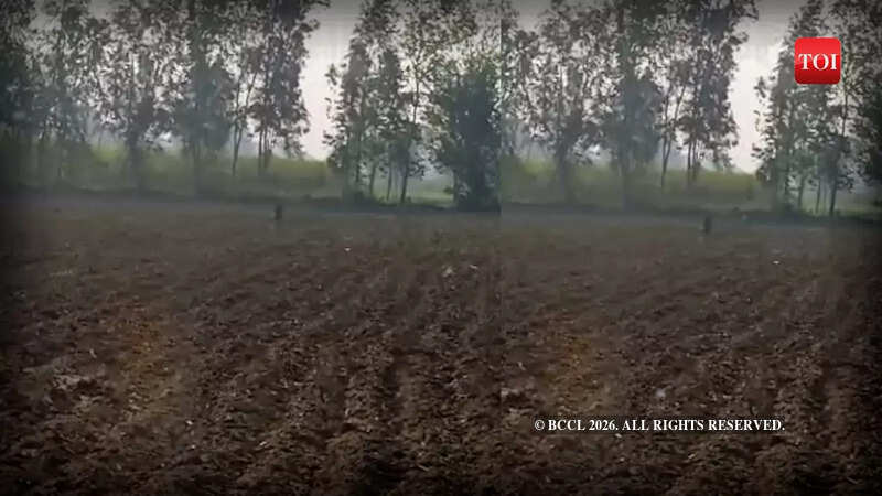 Leopard Guldar spotted roaming in Bijnor city, video goes viral