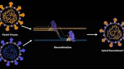 Enhanced recombination is a shot in the arm for SARS-CoV-2: IISc study