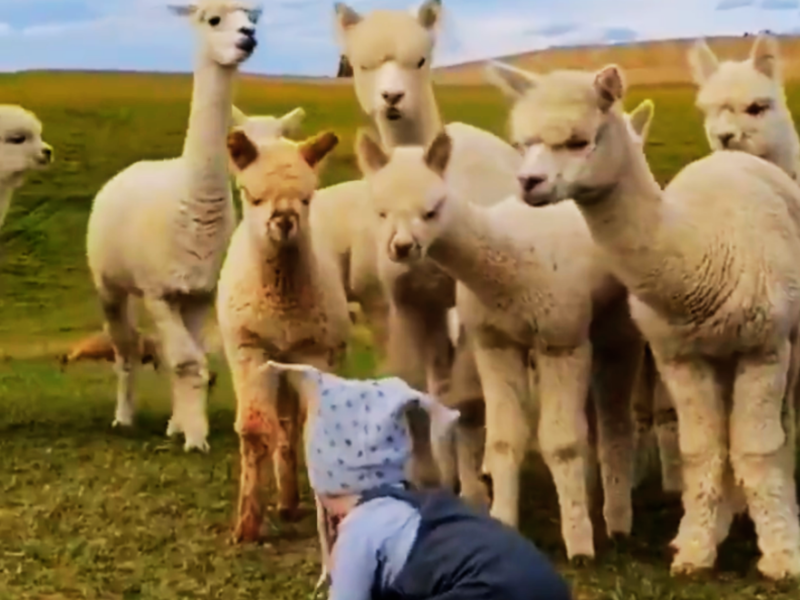 What happens when you leave a baby in a herd of Llamas? Watch this wholesome video