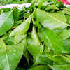 Bael leaf best sale