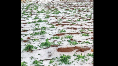 Crops on 1.4 lakh hectares damaged due to unseasonal showers in Maharashtra