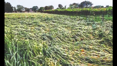 Crops on 18,931 hectares damaged in 5 districts of Nashik division