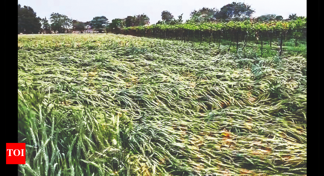 Crops On 18,931ha Damaged In 5 Dists Of Nashik Division | Nashik News ...