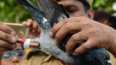 Winged messengers of Odisha police keep glorious past alive: Carrier pigeon service not redundant till now
