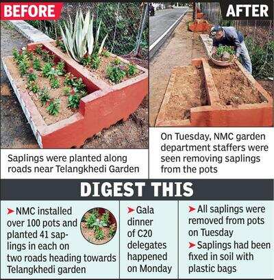 NMC planted saplings with plastic bags along roads, removes all after gala dinner