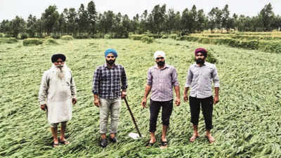 Telangana: Millet rates jump amid buzz, but farmers offered peanuts