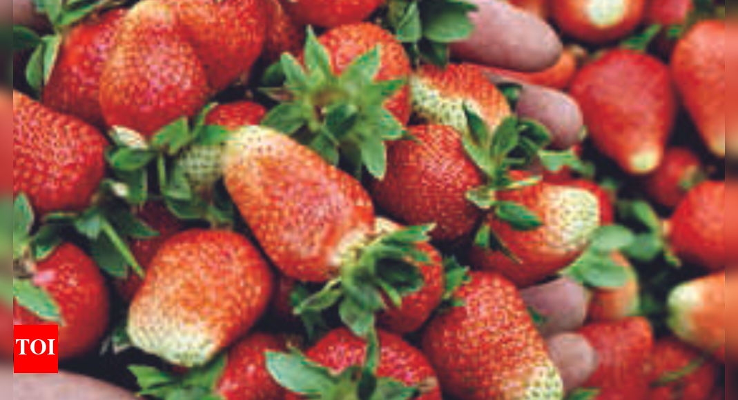 Bengaluru Purchase team changed, seasonal fruit prices at dip Bengaluru News Times