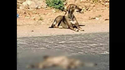 Pup dies in accident, mother mourns near body for hours in Karnataka