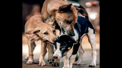 Abc: Pet Lovers Hail New Rulesfor Animal Birth Control | Patna News ...