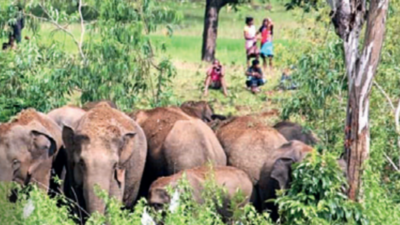 Jumbos kill 669 in Odisha over 5 years: Pradip Amat