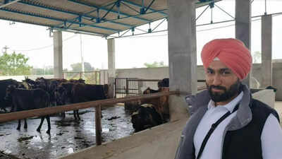 A gaushala managed by animal rights activists